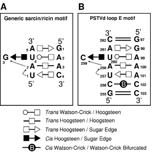 FIG. 3. Tertiary-structural model of PSTVd loop E. (A) Paradig-matic sarcin/ricin motif based on X-ray crystal structures (adapted
