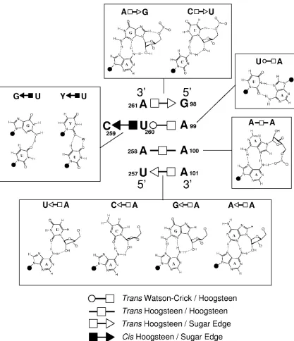FIG. 4. The ﬁve non-Watson-Crick base pairs that form the core of the PSTVd loop E motif
