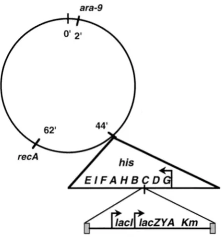 FIGURE  1 .-A ing  relevant  markers (see Table 1).  The  structure 