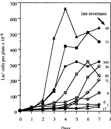 FIGURE 3."Growth on  minimal  lactose  medium.  From  plat- ings  described  in  Figure cells),  agar  plugs  were  taken  avoiding  Lac'  colonies