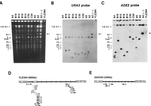 FIGURE 3.-Mapping was stripped  and  reprobed with somes are indicated on  the left from yeast strains  identified  in  cosegregation used element is indicated by the direction Chromosomes were digested with kb)  and  chromosome DNA the location in the 3)
