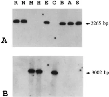 FIGURE 3.-Southern  blot chondrial to used. anrprinn.  "P-labeled oligonucleotide  probes  complementary analysis of HueIIIdigested mito- DNAs extracted from  nine  wild-type strains of P