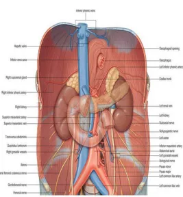 Fig 2: Relation of abdominal aorta. 