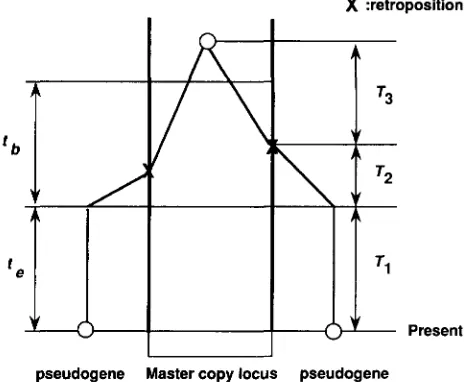 FIGURE 1.-Genealogy indicates + of two sampled SINE elements. X the event of retroposition