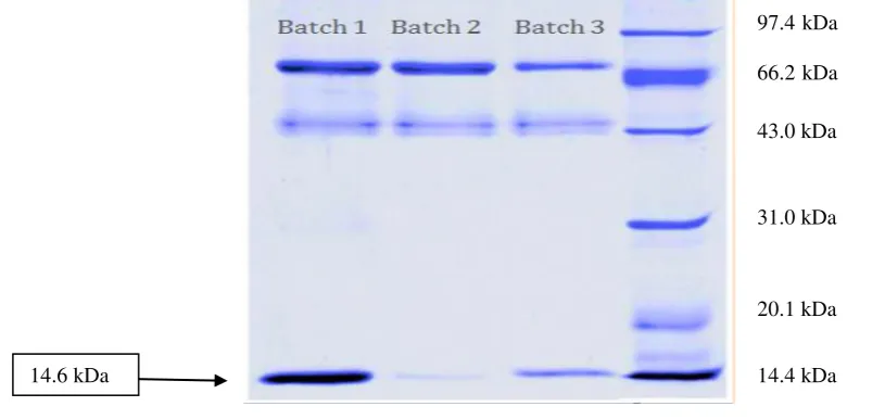 Table 4.2 (b): Total amount of lysozyme obtained after ethanol precipitation in each batch 