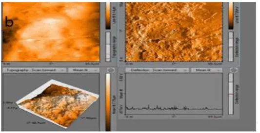Figure 5.1 (a): Surface morphology of control film 