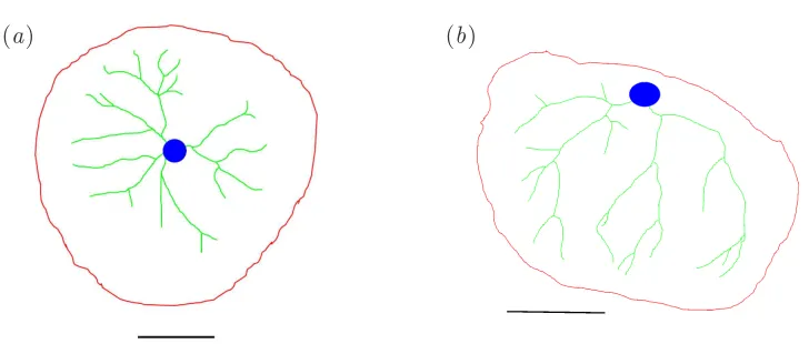 Figure 5:in (blue, and the scale bar in black. The placenta in (outline is shown in red, major vessels in green, the site of cord insertion in Manually drawn traces of the two placentas in ﬁgure 3