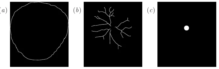 Figure 6:( Further traces of typical placentas shapes, showing the majorvessels and cord insertion point
