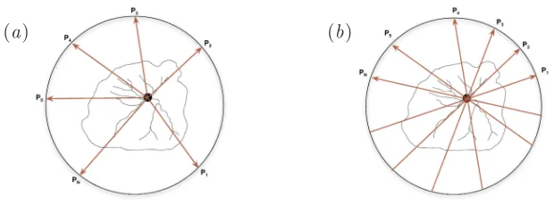 Figure 9: Measuring Templates: (a) rays and (b) lines.