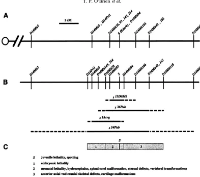 FIGURE 1 The  order of the molecular markers determined on the basis  of their presence relative to breakpoints based on the complementation analysis