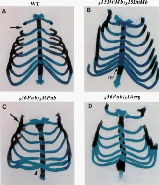 FIGURE szLb tachment the  sternum (r8). The  manubrium  sterni Sternum the  characteristic the first in A the  sixth  and  seventh  ribs  (arrowhead  in C) 