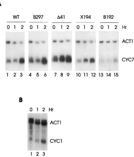FIGURE 4.-Effect CYC7  RNA accumulation under osmotic stress.  (A) RNA  was 