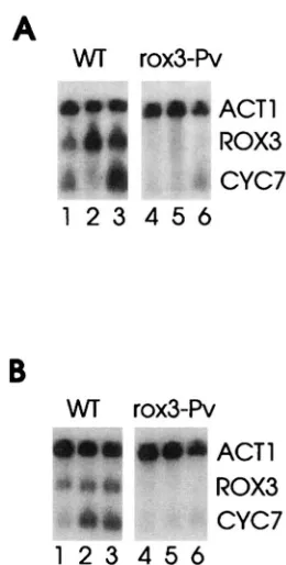 FIGURE 5.-Effect and concentration through accumulation to to 4) min min harvested  before  (lanes labeled 7 1-3) cells of the rox3-fiallele on the stress-induced of CYC7 RNA