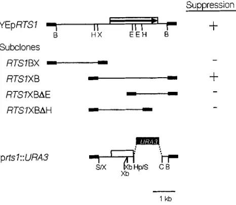 FIGURE 8.-Localization of the RTSl gene. The plasmid YEpRTSl  is diagrammed at the top