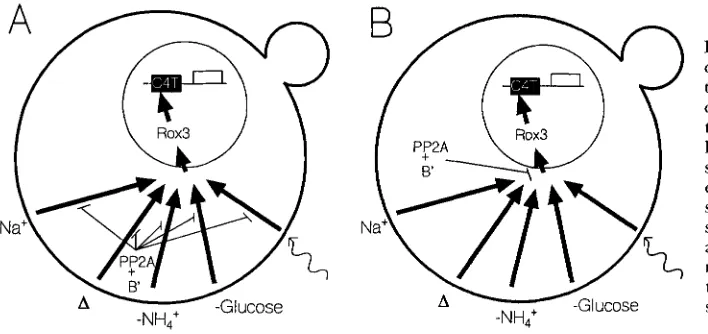 FIGURE 10.-The roles circular  line represents  the cell wall, Rtsl in  the stress response