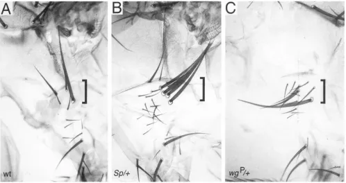 FIGURE 1.-The macrochaetae and microchaetae. is to Sp dominant phenotype. (A) A wild-type cluster of sternopleural hristles, indicated by the bracket