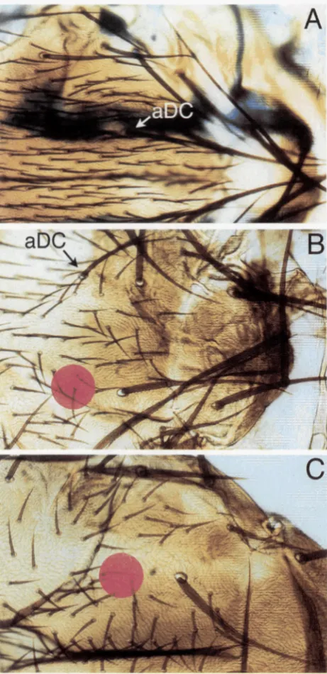 FIGURE 2.-The tum. or both anterior dorsocentral bristles. The position in which expression in the notum (blue label)