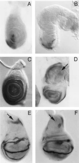 FIGURE 6.-Expression wing  disc  labeled for mally restricted to the ventral  side. segments of the leg