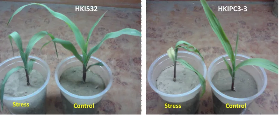 Fig. 1.  Response of HKI532 (drought tolerant) and HKIPC3-3 (drought Susceptible) genotypes to well-watered control and severe drought stages