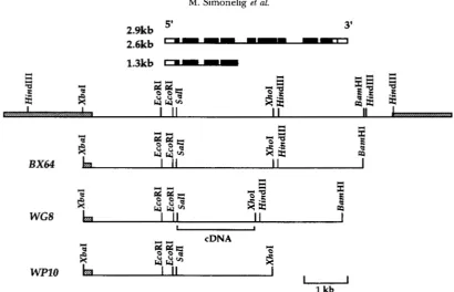FIGURE 1.-Constructs with different  parts of the su(f) cDNA fragment is noted.  Thin  line  corresponds  to  unique ated transcripts produced by fragments cloned  into pW8 to  produce  the locus