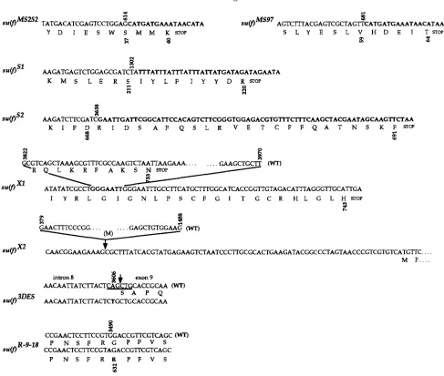 FIGURE 5.-Coding  capacity  for  the are  in  bold.  For mutant  sequences.  Nucleotides  from  the  insertions,  from  the  duplication  [in are  indicated