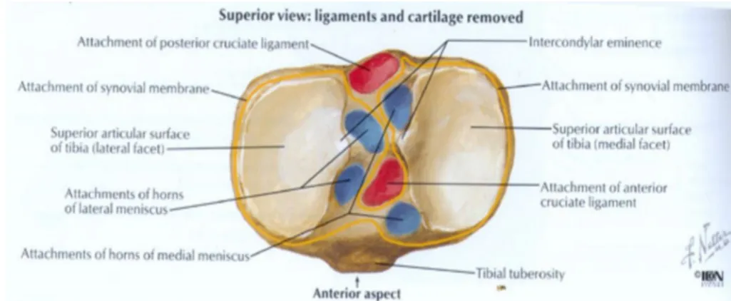 Figure 4: Plateau – superior view : ligaments and cartilage removed