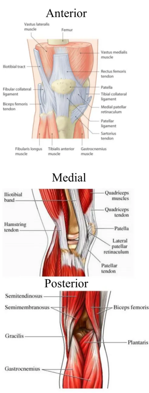 Figure 5: MUSCLES AROUND KNEE JOINT
