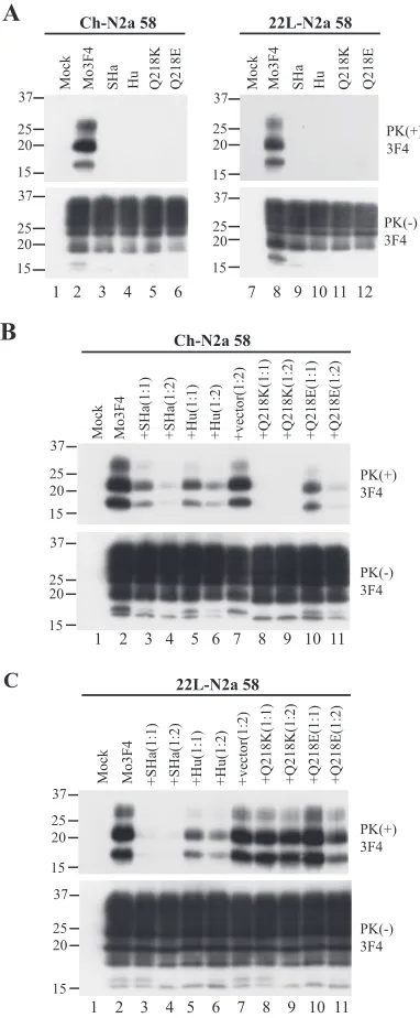 FIG. 1. Formation of Mo3F4-derived PrPSc in Ch-N2a58 and 22L-N2a58 cells. (A) Western blot using polyclonal anti-PrP antibody SS in