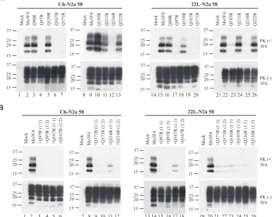 FIG. 3. Strain-speciﬁc effects of Q185R mutation on PrPScMo3F4, Q90R, Q97R, Q159R, Q167R, Q171R, Q185R, Q211R, Q216R, and Q222R (lower panels) were measured by Western blotting using 3F4antibody