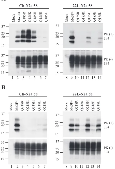 FIG. 5. Strain-speciﬁc effects of L42-positive mutated PrPs on PrPScexpression of MoL42, Q185R, Q218H, Q218R, and Q218K (lower panels) were measured by Western blot using L42 antibody