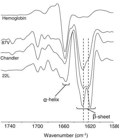 FIG. 7. Comparison of 22L, Chandler, and 87V PrPSctein, hemoglobin, gives strong absorbance (represented by a negativedeﬂection) athave distinct conformations