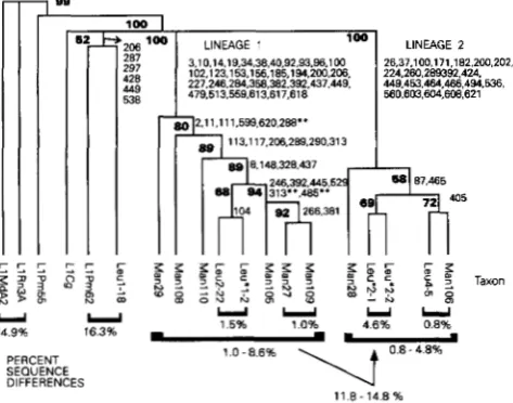 FIGURE 2.-Phylogenetic ments  depicting a bootstrap analysis. 