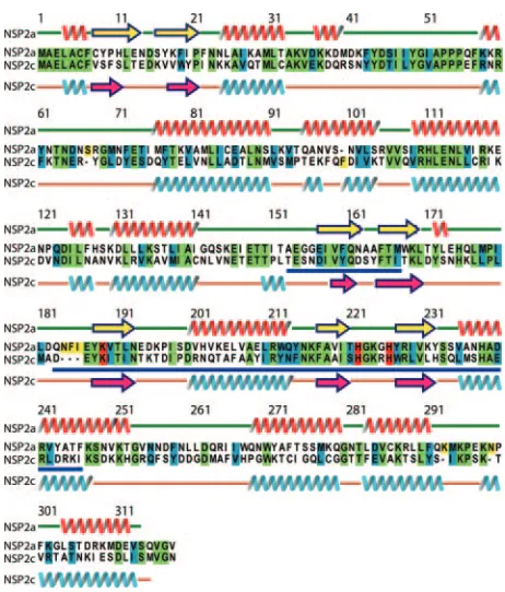 FIG. 1. Sequence alignment of NSP2a with NSP2c. Identical, sim-ilar, and catalytic residues are highlighted in green, cyan, and red,