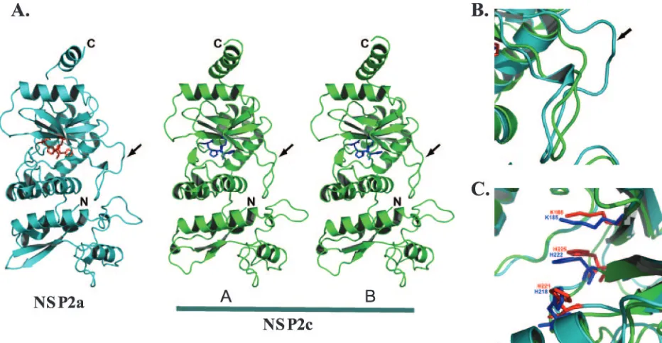 FIG. 2. Comparison of the monomeric subunits of NSP2a and NSP2c. (A) Ribbon diagram of NSP2a (cyan) and the two molecules (A and B)in the crystallographic asymmetric unit of NSP2c (green)