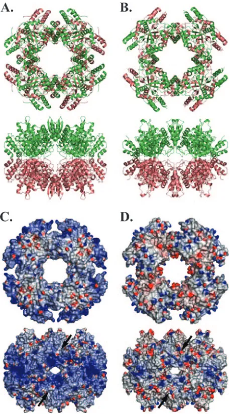 FIG. 3. Comparison of NSP2a and NSP2c octamers. (A) NSP2aoctamer (in ribbon representation) as viewed along the four-fold axis