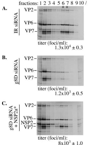 FIG. 6. Virus assembly in NSP2*-complemented cells. MA104 cellswere transfected with either IR (A) or g8D siRNA (B and C) and with