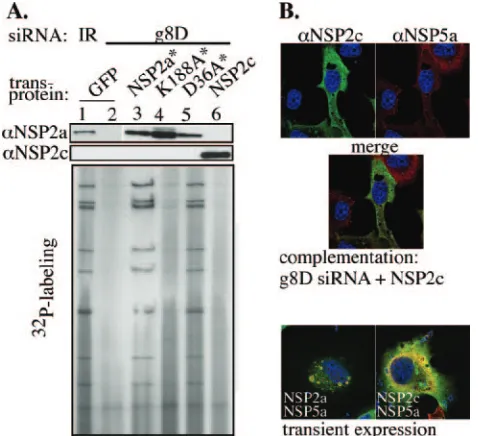 FIG. 8. Failure of NSP2c to support group A rotavirus replication.MA104 cells were transfected with an siRNA (IR or g8D) and a