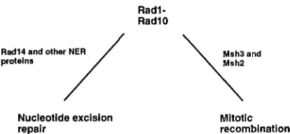FIGURE 2.-The  Radl-Rad10  complex action with  Rad14 and interaction act target  Radl-Rad10 tide  excision  repair  and  mitotic  recombination