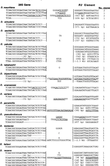FIGURE 4.-Variation based on homology to  the that  are identical to of the first vertical line are nucleotides deleted, based on  the sequence between the two vertical lines are additional  inserted  sequences