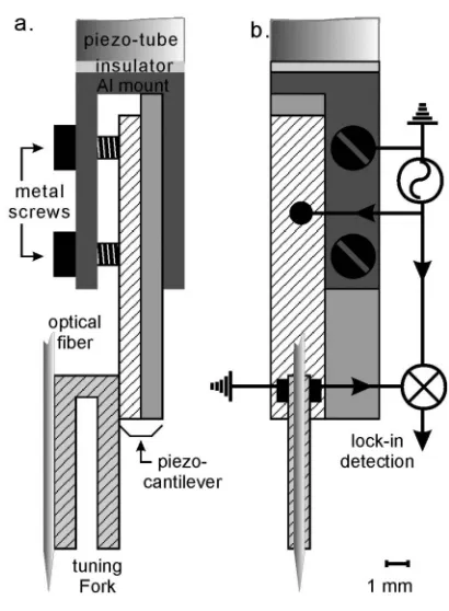 Fig. 4. Schematic of the combination piezoelectrictuning fork and piezoelectric diaphragm usedfor reliable control of the sample-probe separa-tion