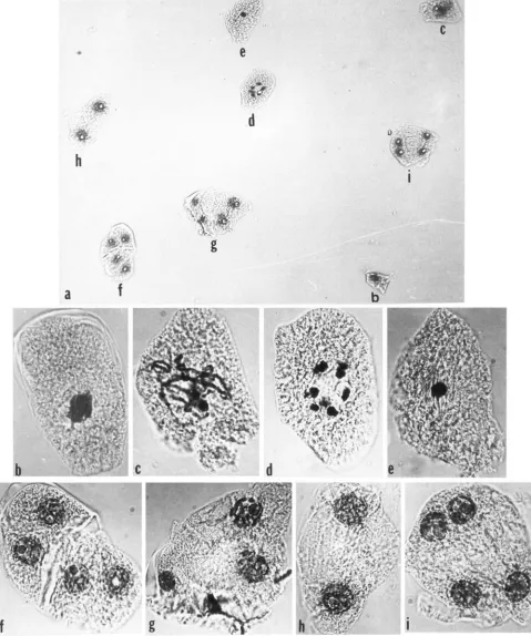 FIGURE 5.-Micrographs stages different stages M6808-30 mutant plant. (low magnification)