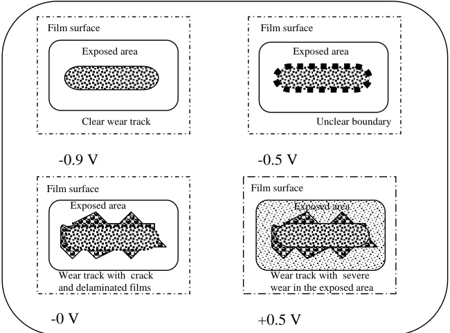 Figure 14 Schematics diagram showing surface changes after the tribocorrosion test, showing the effect of increasing applied potential 
