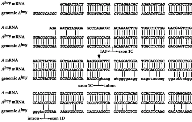 FIGURE 5."Sequence and comparisons of A""' A mWAs and the A""' chromosome. The 
