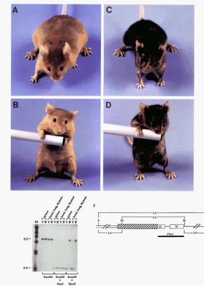 FIGURE 6.-The views The specific  tissues from which genomic DNA  was extracted are listed  above the lanes