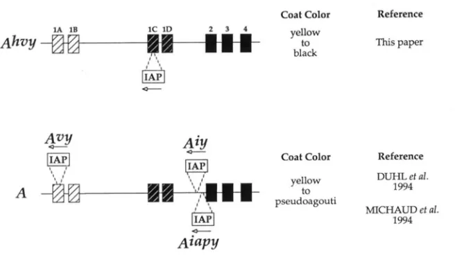 FIGURE 7.-Genomic structure mutation compared 