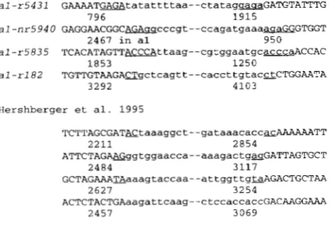 FIGURE 6.-Sequences  flanking  MuDRdeletion  end The bases extending in m76978.gb-pl)