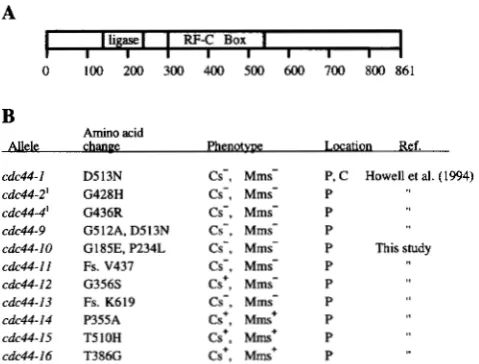 FIGURE 1.-Mutant gene  indicating  the  regions units of replication  factor ligase Fs., methane  sulfonate  sensitive; a carrying strain W C 4 4  alleles