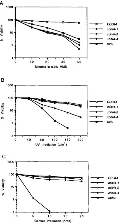 FIGURE 4.-Sensitivity agent grown growth tivity  to onto WD  plates,  incubated Strains CH1591 of strains to DNAdamaging  agents