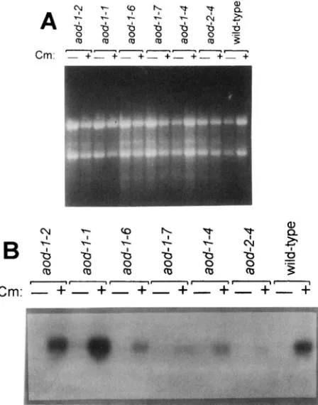FIGURE 6.-Northern either  noninducing dase mRNA  in alternative oxidase expression. The alternative oxidase was Cm-)  or inducing (presence RNA isolated from cultures grown under conditions that  were used in  Figure gel