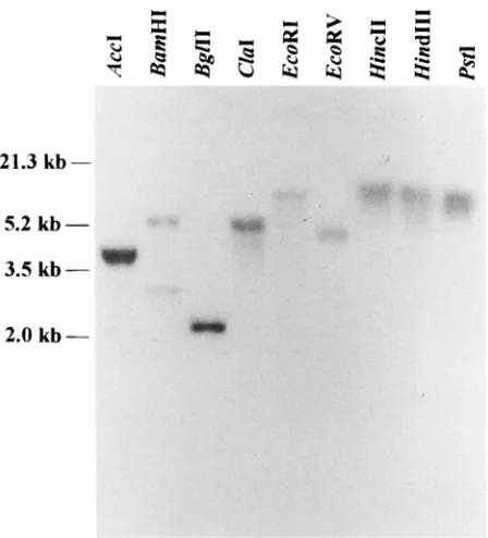 TABLE 2 Mutations in aod-1 alleles 